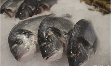Toppits: Seafood Lovers Don’t Walk, Run to the Market