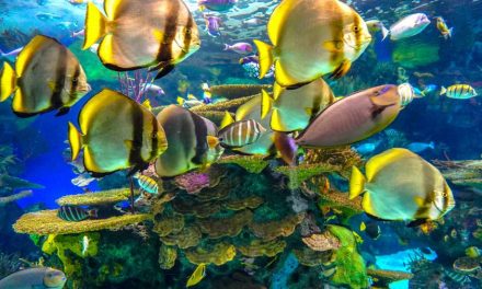 Ripley’s Aquarium of Canada – Tips for Visiting