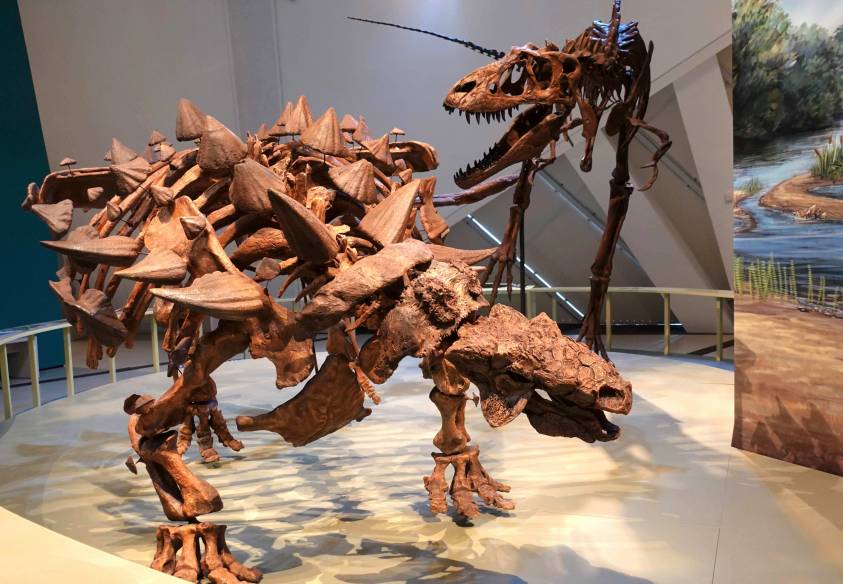 Royal Ontario Museum: What you need to see and do!