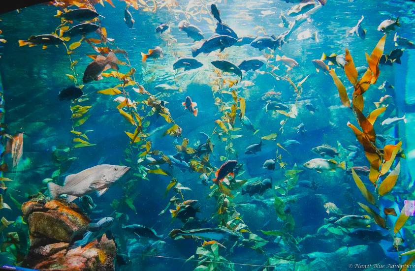 Ripley's Aquarium Rainbow Reef